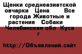 Щенки среднеазиатской овчарки › Цена ­ 1 - Все города Животные и растения » Собаки   . Челябинская обл.,Куса г.